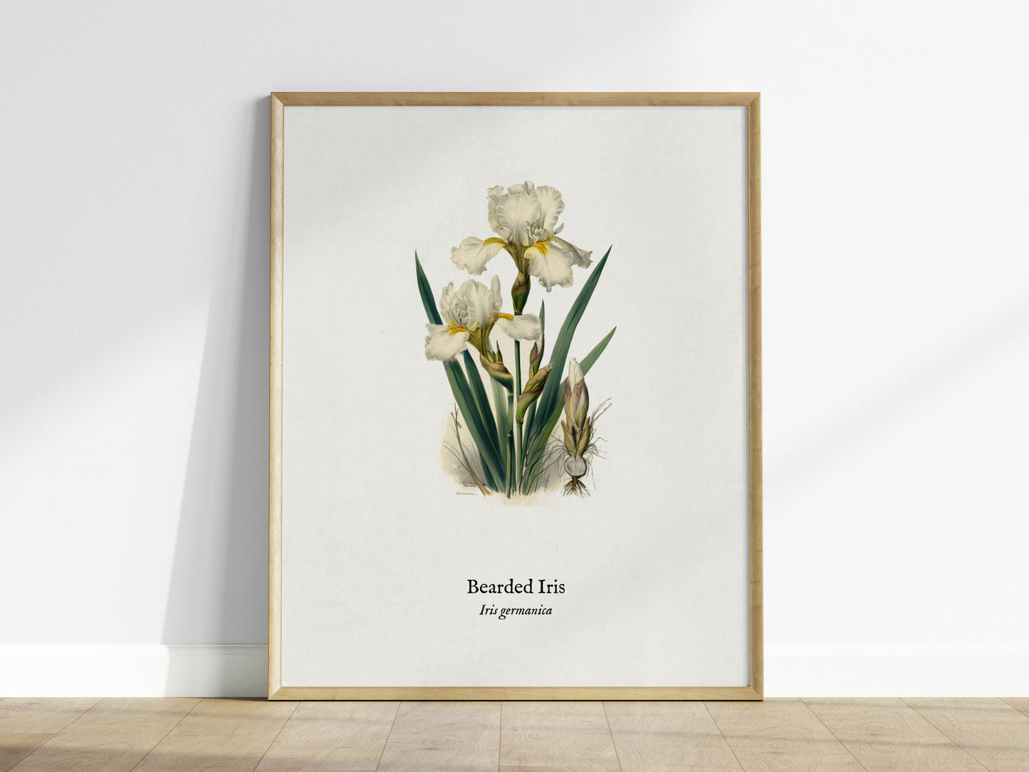 Bearded Iris Poster | Iris germanica Pen and Ink Print Vintage Botanical Illustration Wall Art — framed wall art