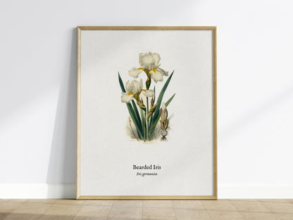 Bearded Iris Poster | Iris germanica Pen and Ink Print Vintage Botanical Illustration Wall Art — framed wall art