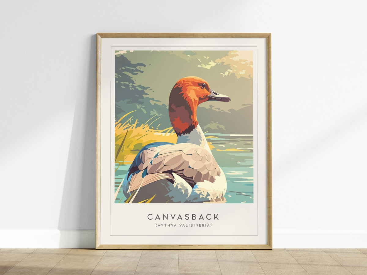 Canvasback, Aythya valisineria Poster | Diving Duck Wildlife Print Wall Art — framed wall art