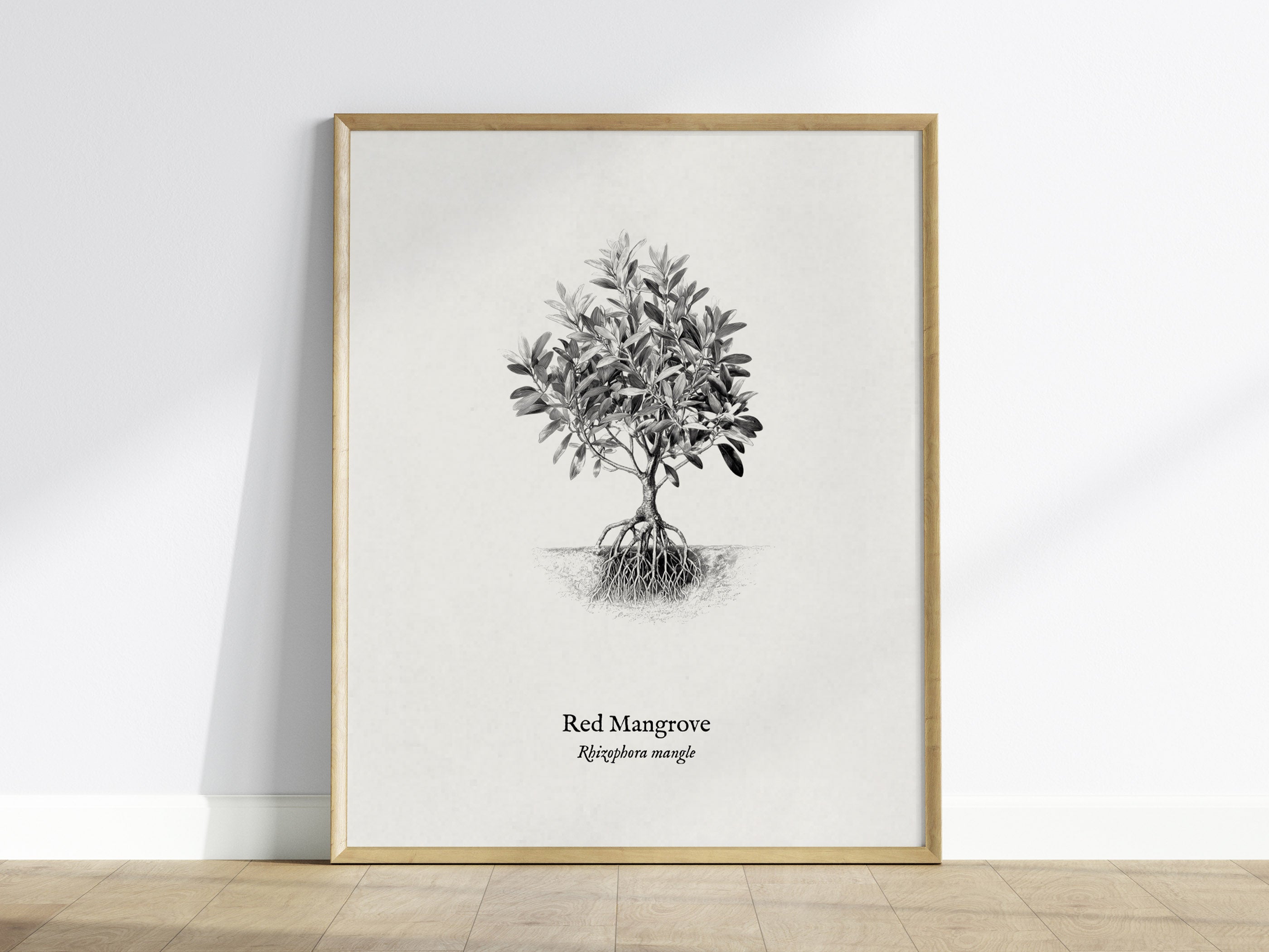 Red Mangrove Poster | Rhizophora Mangle Pen and Ink Print Vintage