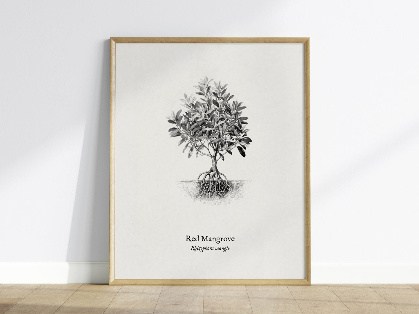 Red Mangrove Poster | Rhizophora Mangle Pen and Ink Print Vintage Botanical Illustration — framed wall art