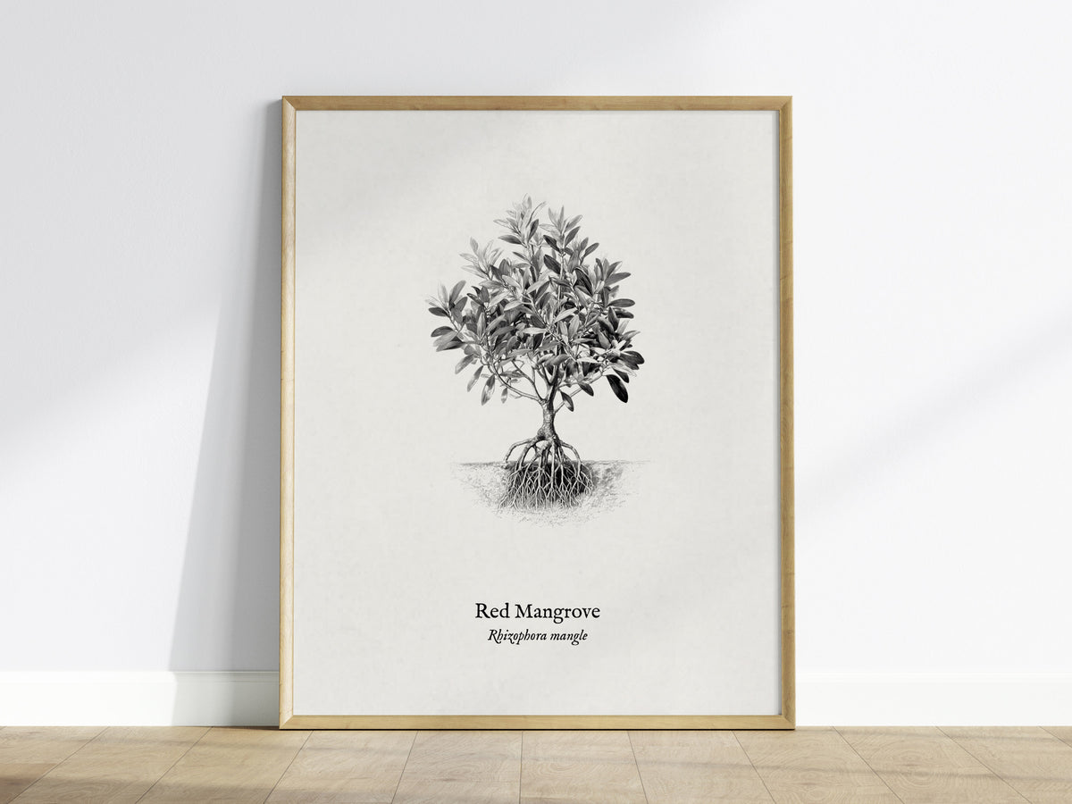 Red Mangrove Poster | Rhizophora Mangle Pen and Ink Print Vintage Botanical Illustration — framed wall art