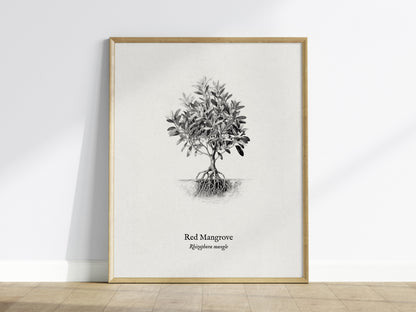 Red Mangrove Poster | Rhizophora Mangle Pen and Ink Print Vintage Botanical Illustration — framed wall art