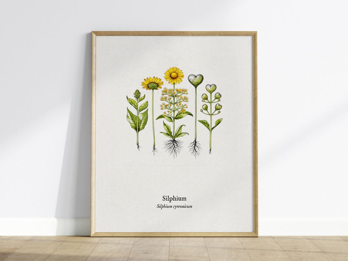 Silphium Poster | Silphium cyrenaicum Pen and Ink Print — Vintage Botanical Illustration Wall Art — framed wall art