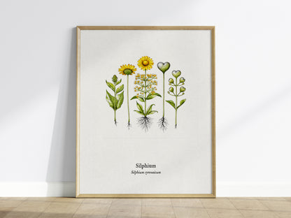 Silphium Poster | Silphium cyrenaicum Pen and Ink Print — Vintage Botanical Illustration Wall Art — framed wall art