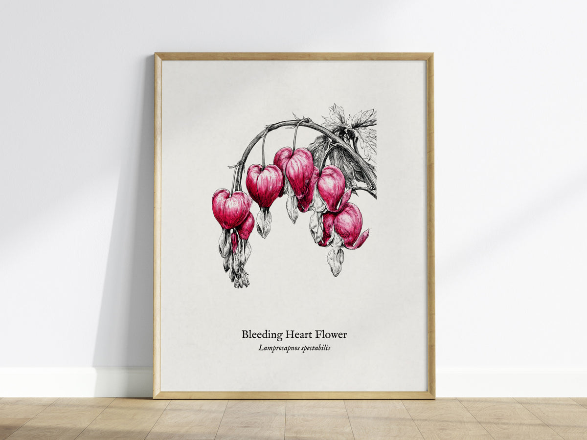 Bleeding Heart Flower Poster | Lamprocapnos spectabilis Pen and Ink Print Botanical Illustration Wall Art — framed wall art