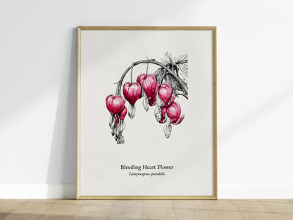 Bleeding Heart Flower Poster | Lamprocapnos spectabilis Pen and Ink Print Botanical Illustration Wall Art — framed wall art