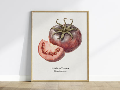 Heirloom Tomato Poster | Vintage Solanum Lycopersicum Botanical Illustration Wall Art — framed wall art