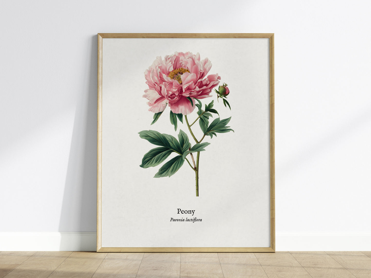Peony Poster | Vintage Paeonia Lactiflora Botanical Illustration Wall Art — framed wall art