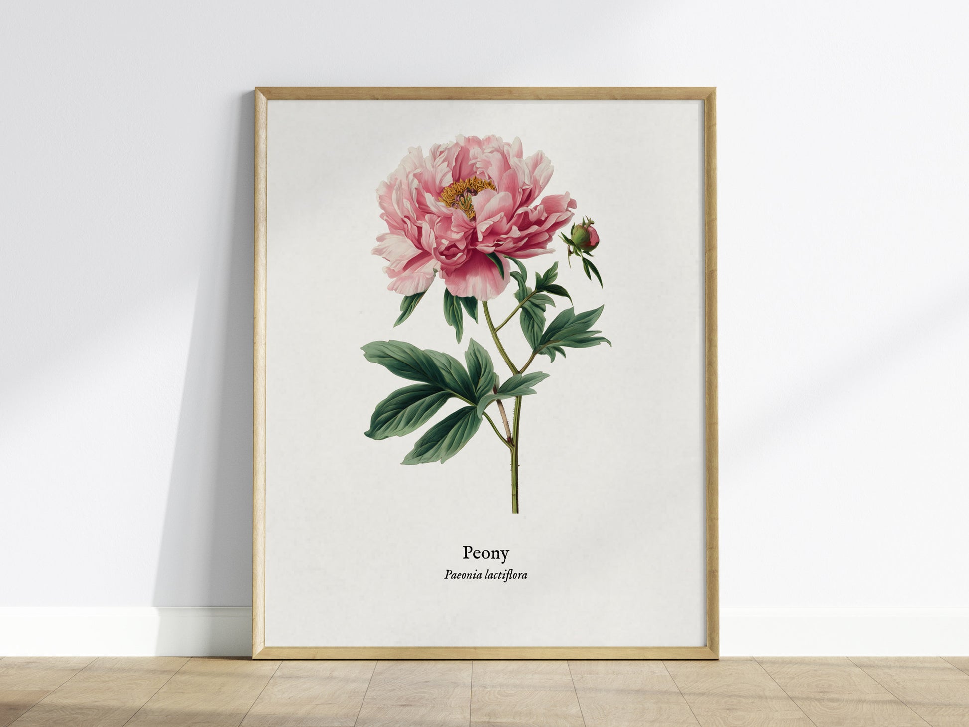 Peony Poster | Vintage Paeonia Lactiflora Botanical Illustration Wall Art — framed wall art