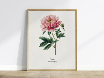 Peony Poster | Vintage Paeonia Lactiflora Botanical Illustration Wall Art — framed wall art
