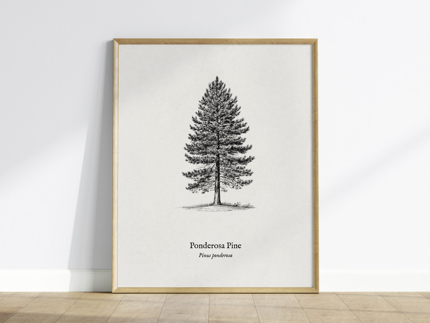 Ponderosa Pine Poster | Vintage Pinus ponderosa Botanical Illustration Wall Art — framed wall art