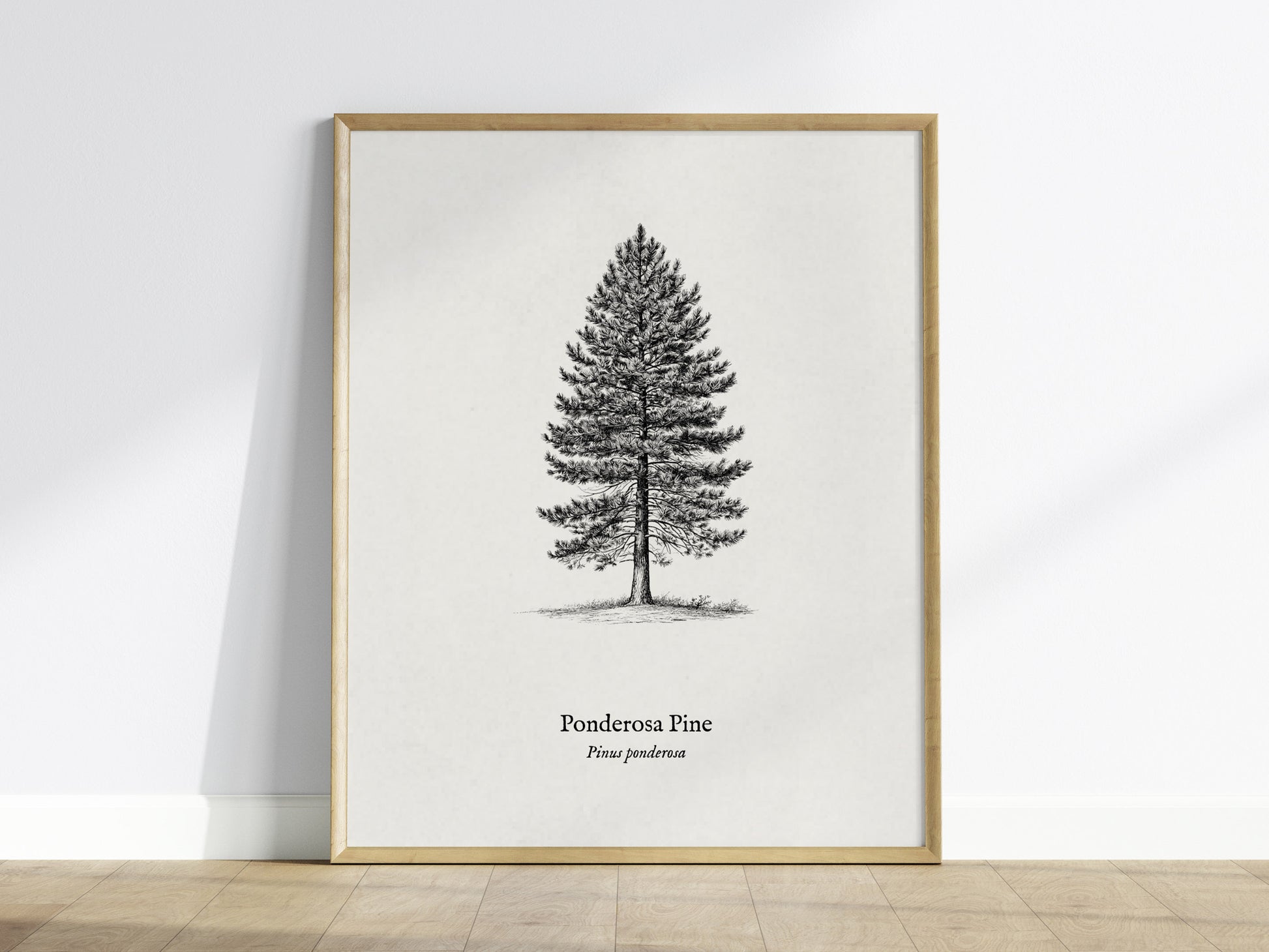 Ponderosa Pine Poster | Vintage Pinus ponderosa Botanical Illustration Wall Art — framed wall art
