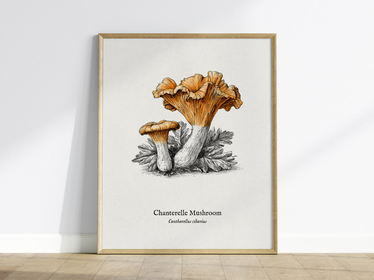 Chanterelle Mushroom Poster | Cantharellus cibarius Pen and Ink Print Vintage Scientific Illustration — framed wall art