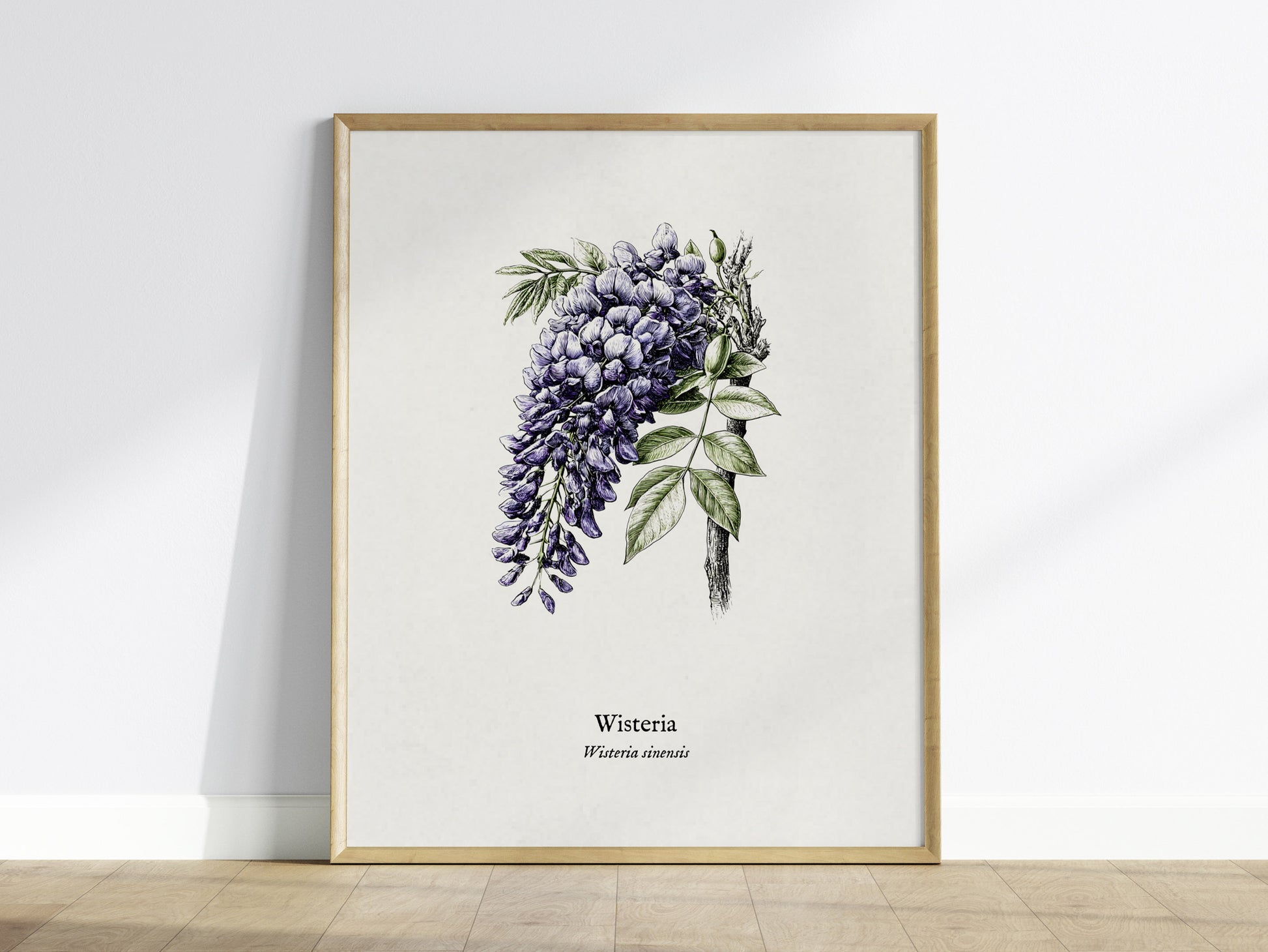 Wisteria Poster | Vintage Wisteria sinensis Botanical Illustration Wall Art — framed wall art