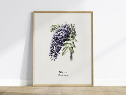 Wisteria Poster | Vintage Wisteria sinensis Botanical Illustration Wall Art — framed wall art