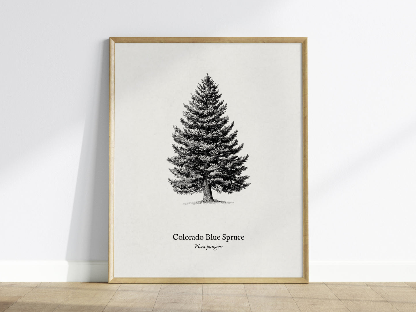 Colorado Blue Spruce Poster | Picea pungens Pen and Ink Print Vintage Botanical Illustration Wall Art — framed wall art