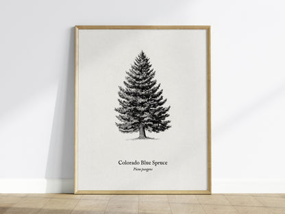 Colorado Blue Spruce Poster | Picea pungens Pen and Ink Print Vintage Botanical Illustration Wall Art — framed wall art