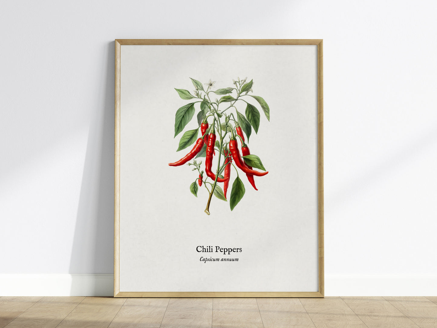 Chili Peppers Poster | Vintage Capsicum Annuum Botanical Illustration Wall Art — framed wall art
