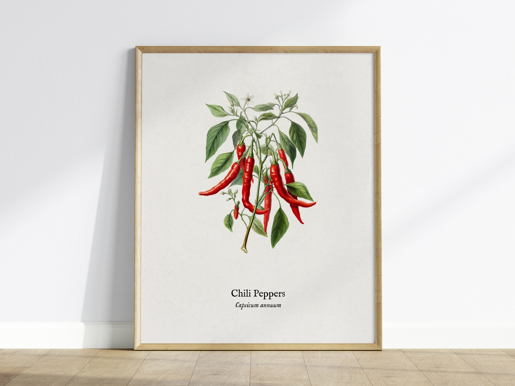 Chili Peppers Poster | Vintage Capsicum Annuum Botanical Illustration Wall Art — framed wall art
