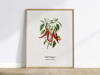 Chili Peppers Poster | Vintage Capsicum Annuum Botanical Illustration Wall Art — framed wall art