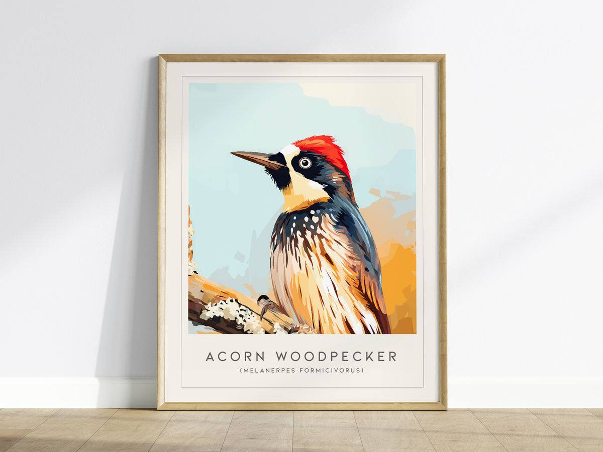 Acorn Woodpecker, Melanerpes formicivorus Poster | Bold Bird Wall Art Nature Print — framed wall art