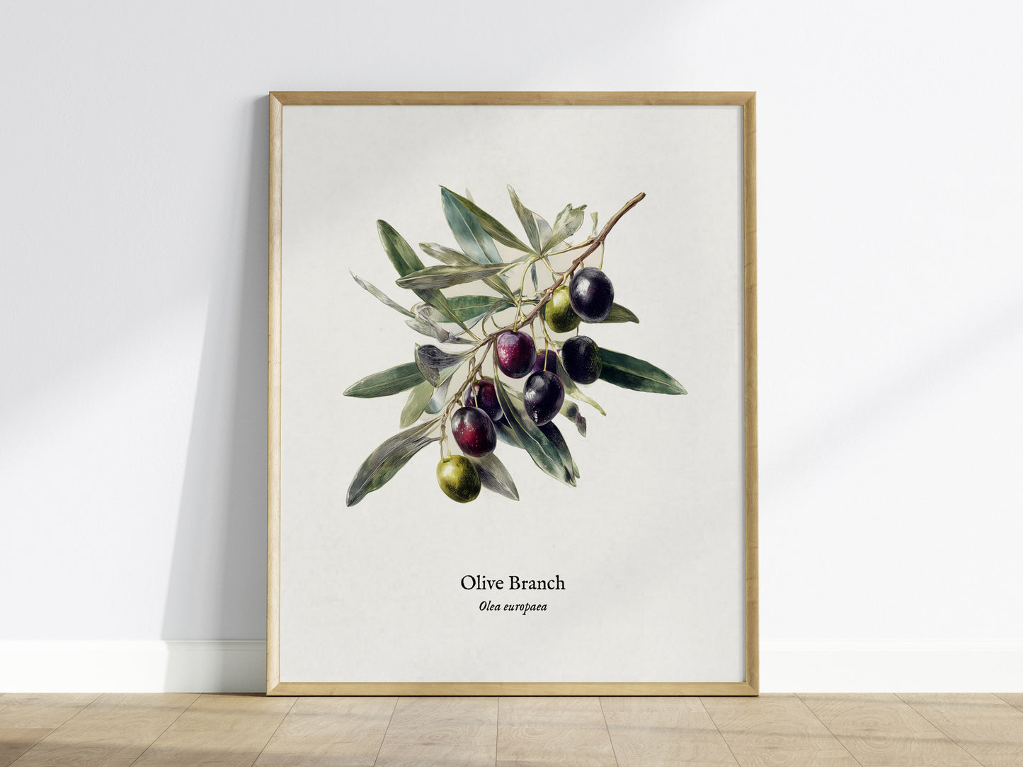 Olive Branch Poster | Vintage Olea europaea Botanical Illustration Wall Art — framed wall art