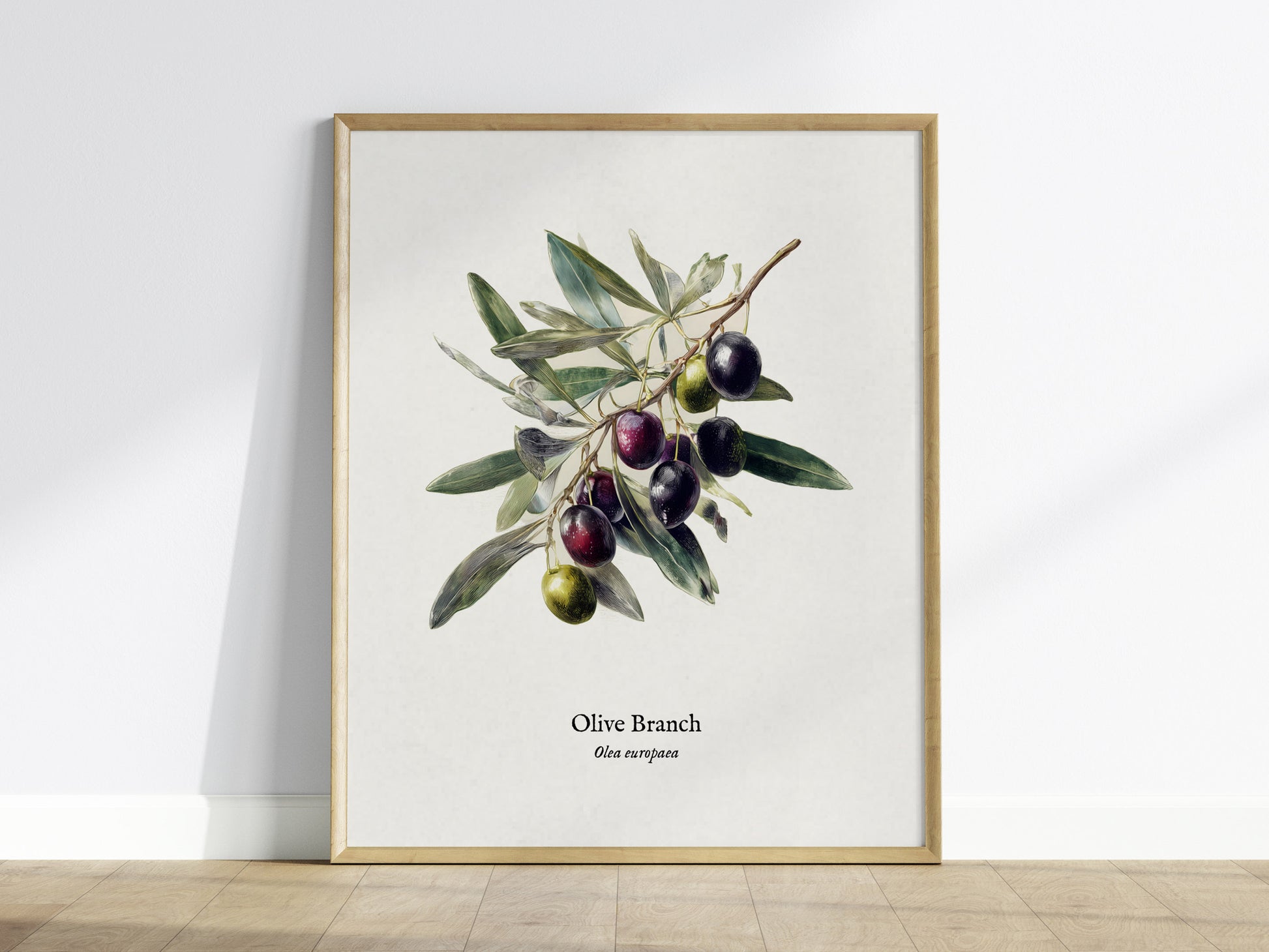 Olive Branch Poster | Vintage Olea europaea Botanical Illustration Wall Art — framed wall art