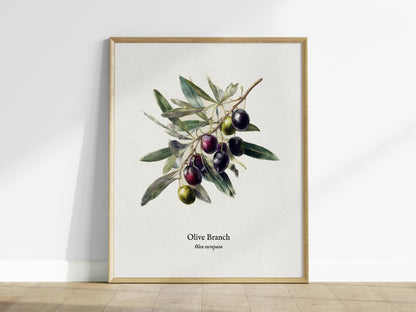 Olive Branch Poster | Vintage Olea europaea Botanical Illustration Wall Art — framed wall art