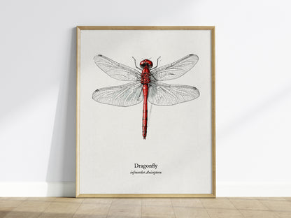 Dragonfly Poster | Vintage Anisoptera Zoological Illustration Wall Art — framed wall art
