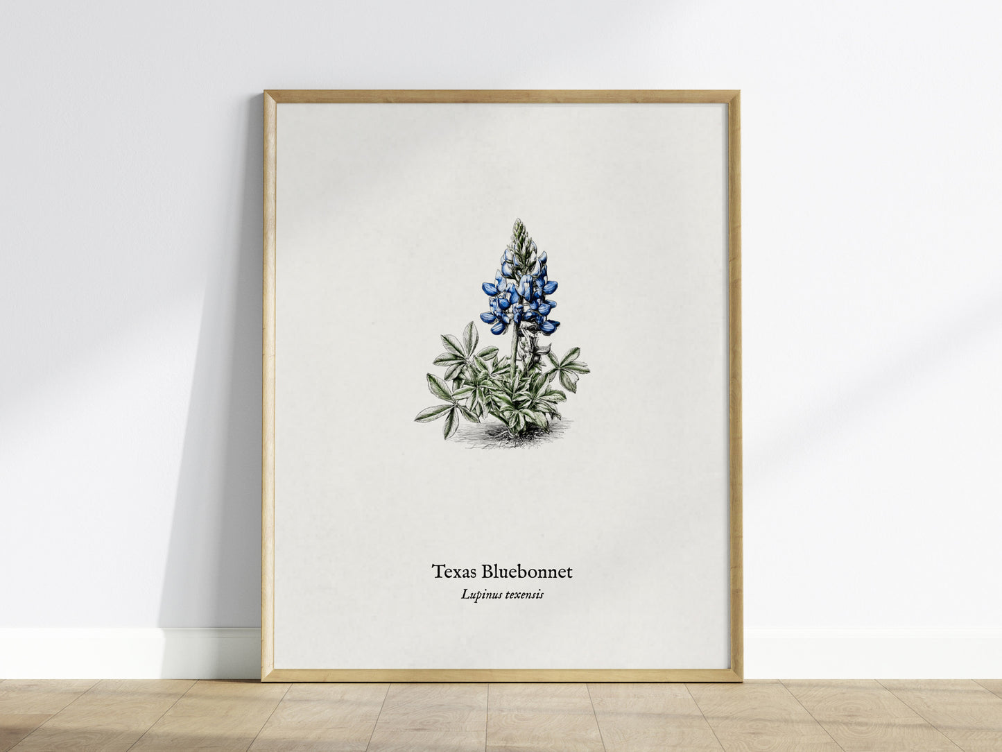 Texas Bluebonnet Poster | Vintage Lupinus texensis Botanical Illustration Wall Art — framed wall art