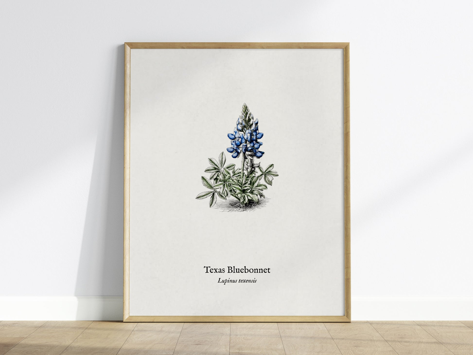Texas Bluebonnet Poster | Vintage Lupinus texensis Botanical Illustration Wall Art — framed wall art