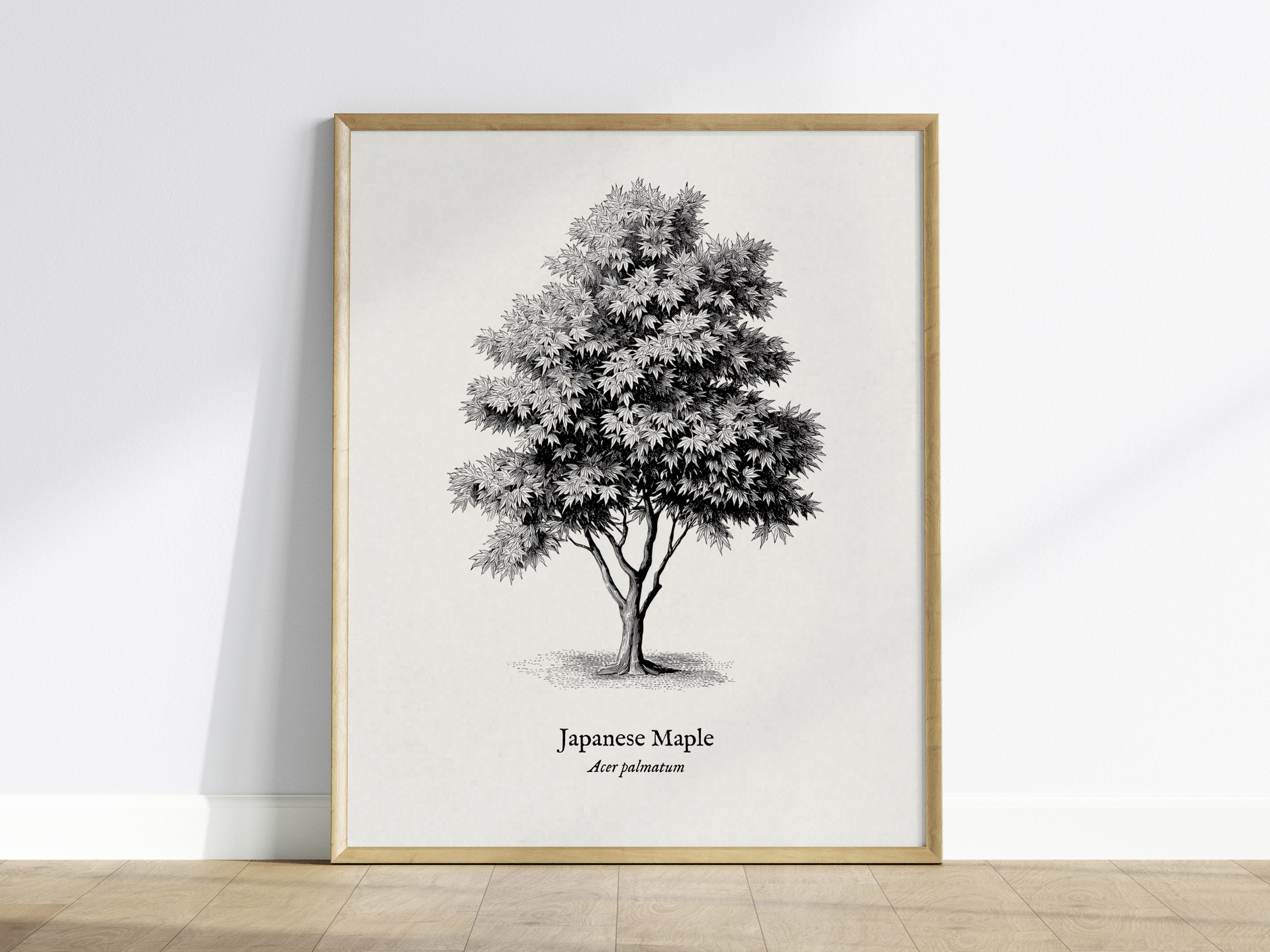 Japanese Maple Poster | Vintage Acer palmatum Botanical