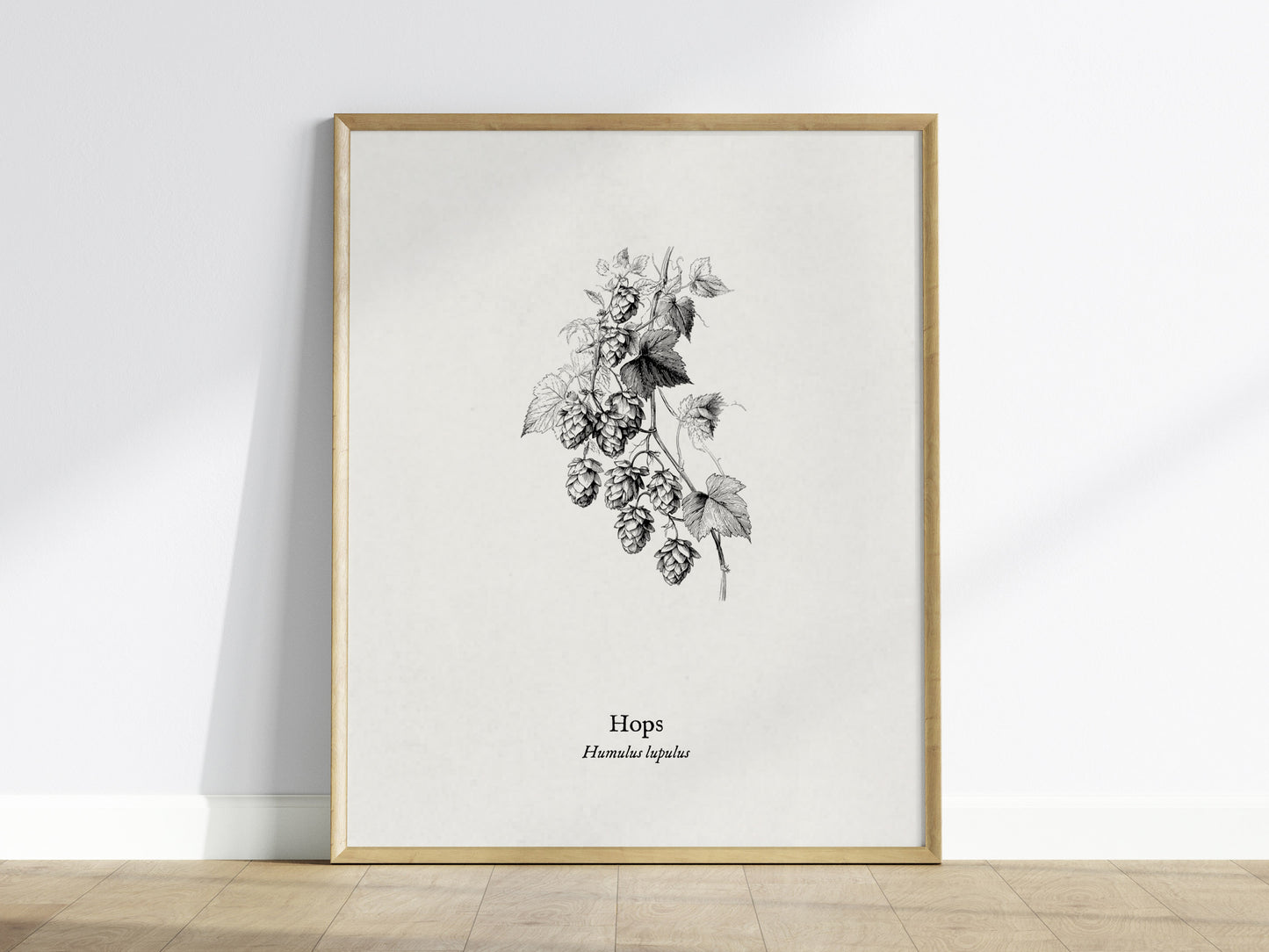 Hops Poster | Vintage Humulus lupulus Botanical Illustration Wall Art — framed wall art