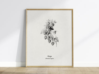 Hops Poster | Vintage Humulus lupulus Botanical Illustration Wall Art — framed wall art