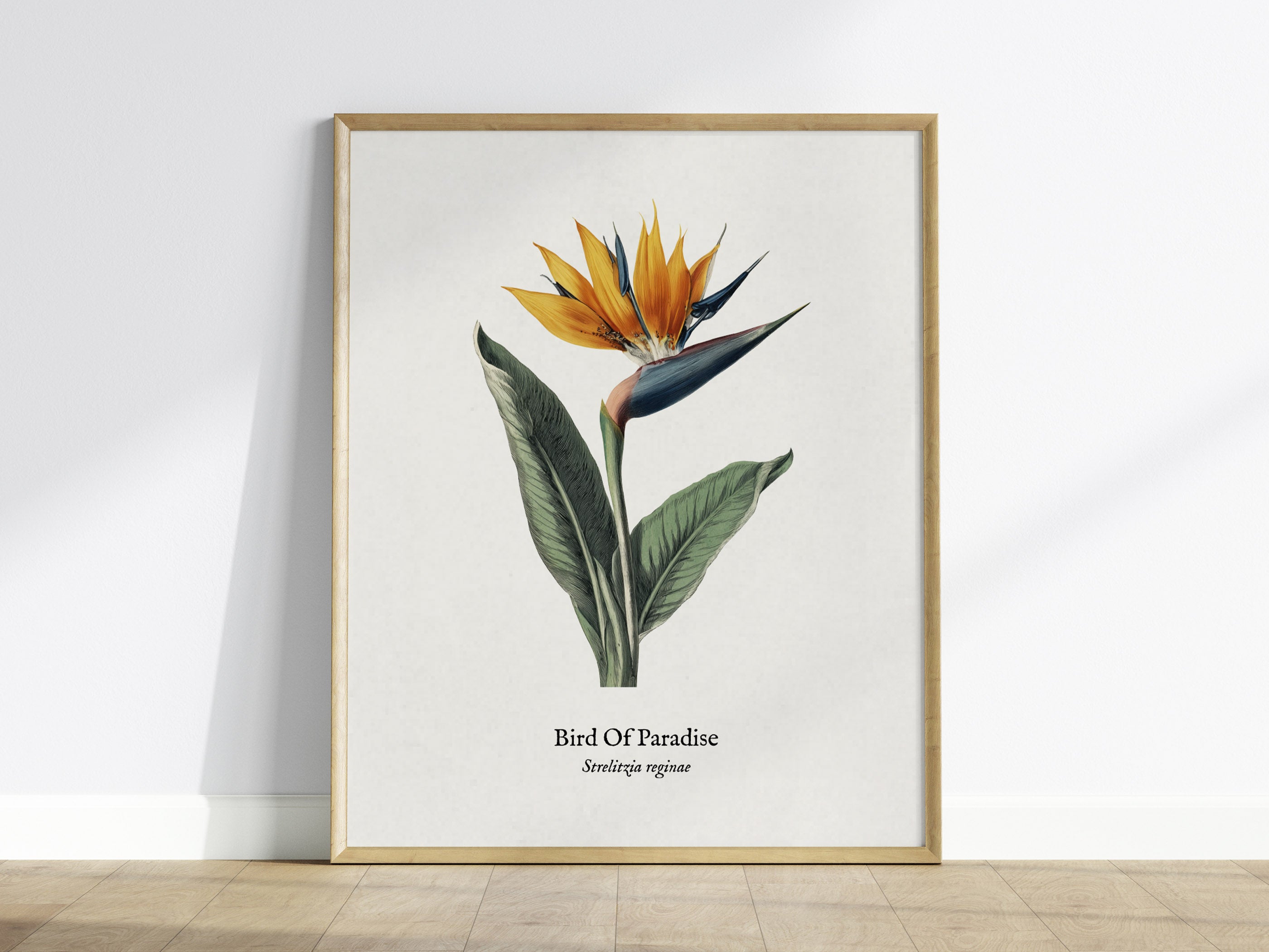 Bird of Paradise Poster | Vintage Strelitzia Reginae Botanical