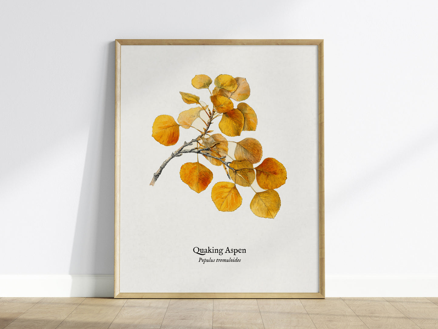 Quaking Aspen Poster | Vintage Populus tremuloides Botanical Illustration Wall Art — framed wall art