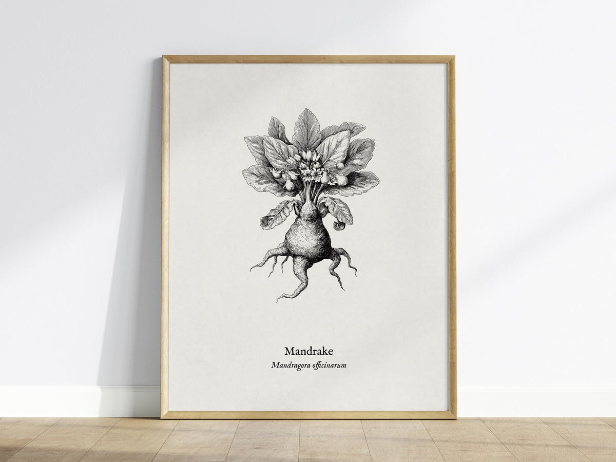 Mandrake Poster | Mandragora officinarum Pen and Ink Print Vintage Botanical Illustration — framed wall art