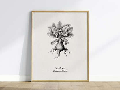 Mandrake Poster | Mandragora officinarum Pen and Ink Print Vintage Botanical Illustration — framed wall art