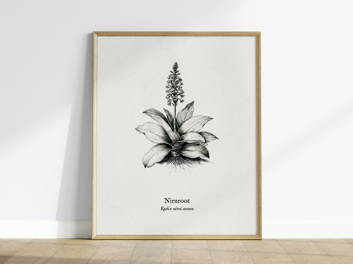 Nirnroot Poster | Radix Nirni Sonora Pen and Ink Print Vintage Botanical Illustration Wall Art — framed wall art