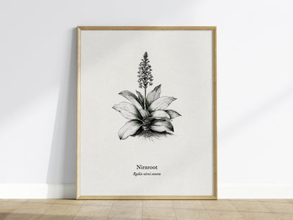 Nirnroot Poster | Radix Nirni Sonora Pen and Ink Print Vintage Botanical Illustration Wall Art — framed wall art
