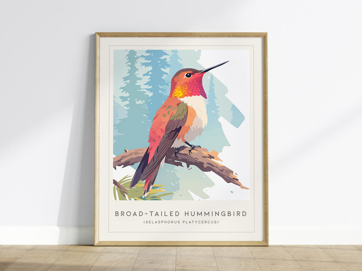Broad-tailed Hummingbird, Selasphorus platycercus Poster | Vibrant Wildlife Print Nature Wall Art — framed wall art