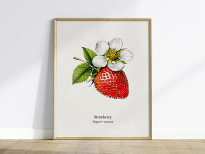 Strawberry Poster | Fragaria × ananassa Pen and Ink Print Vintage Botanical Illustration Wall Art — framed wall art