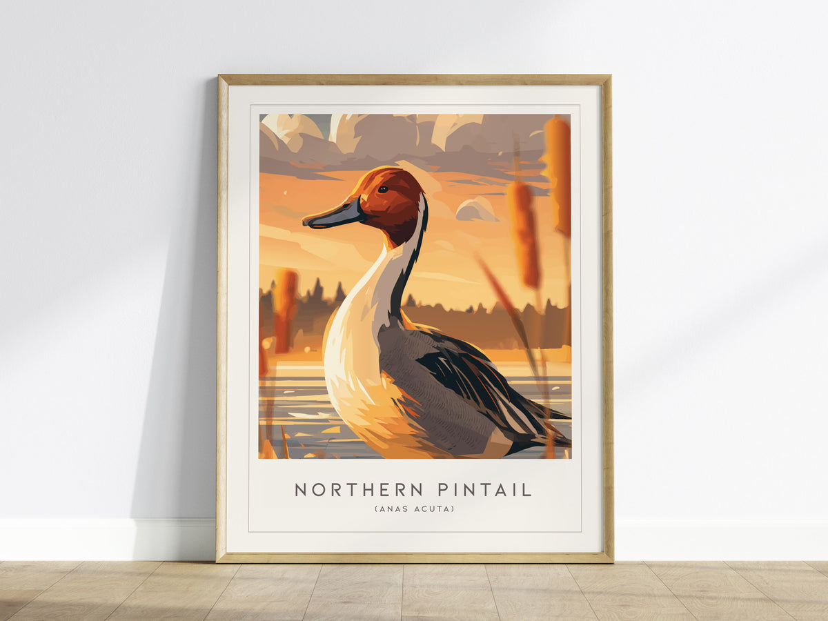 Northern Pintail, Anas acuta Poster | Elegant Waterfowl Bird Wall Art — framed wall art