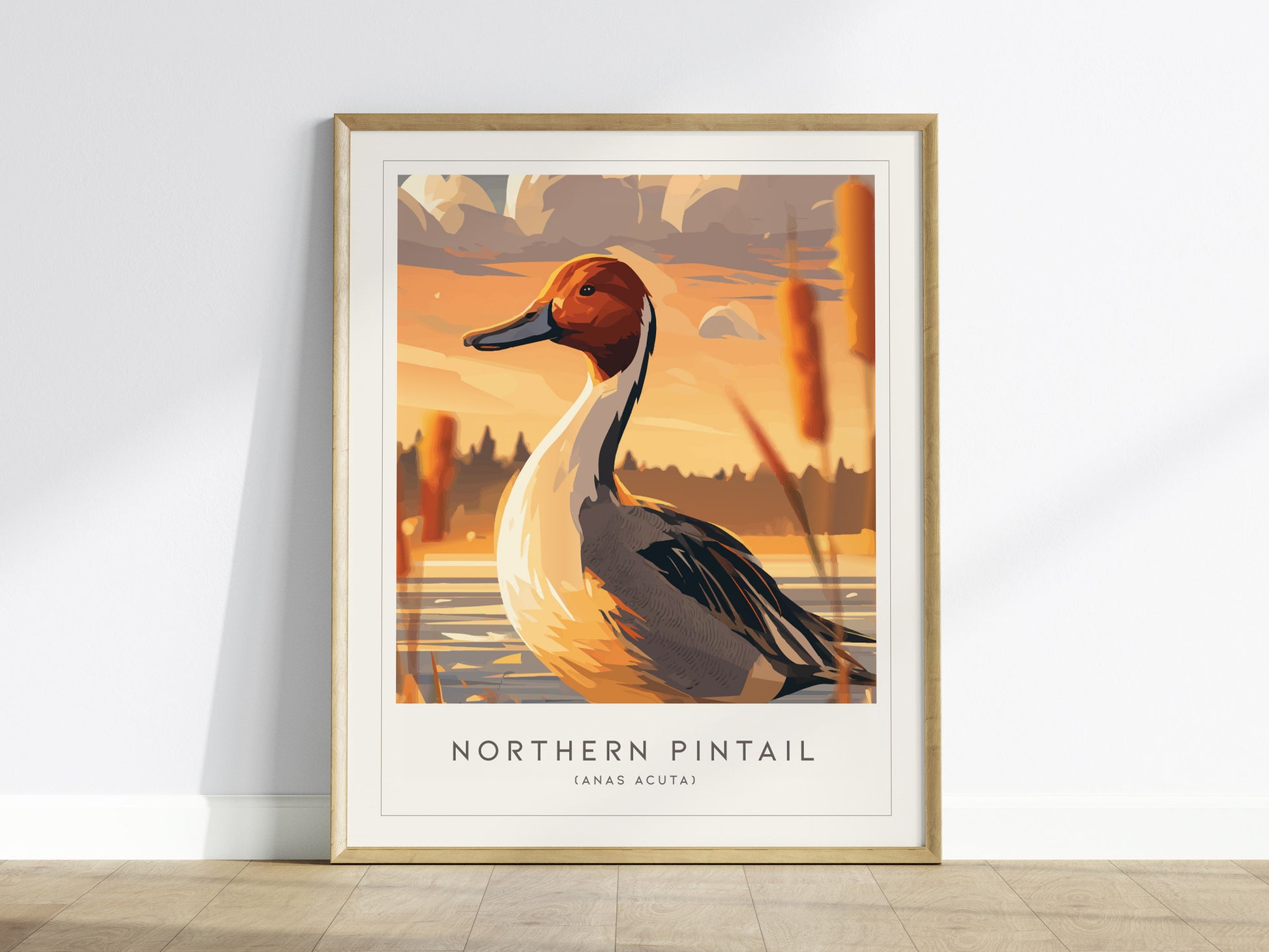 Northern Pintail, Anas acuta Poster | Elegant Waterfowl Bird Wall Art — framed wall art