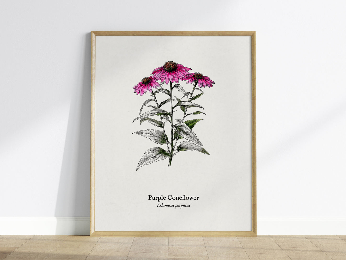 Purple Coneflower Poster | Echinacea purpurea Pen and Ink Print Vintage Botanical Illustration — framed wall art