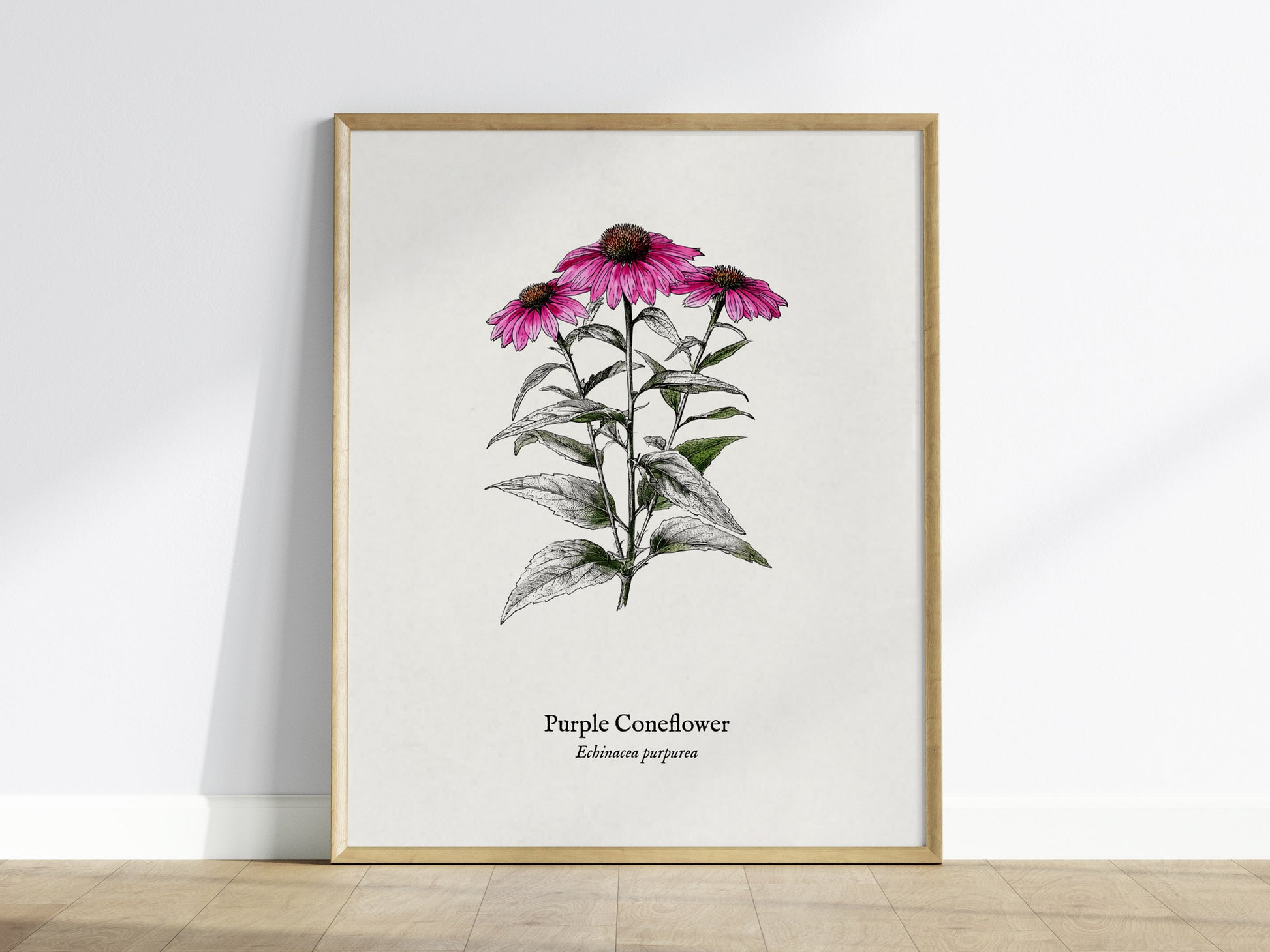 Purple Coneflower Poster | Echinacea purpurea Pen and Ink Print Vintage Botanical Illustration — framed wall art