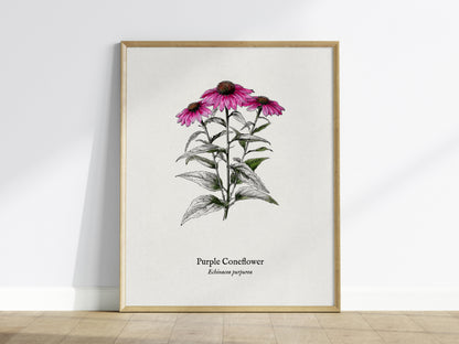 Purple Coneflower Poster | Echinacea purpurea Pen and Ink Print Vintage Botanical Illustration — framed wall art