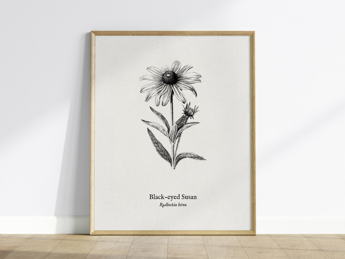 Black-eyed Susan Poster | Vintage Rudbeckia hirta Botanical Illustration Wall Art — framed wall art