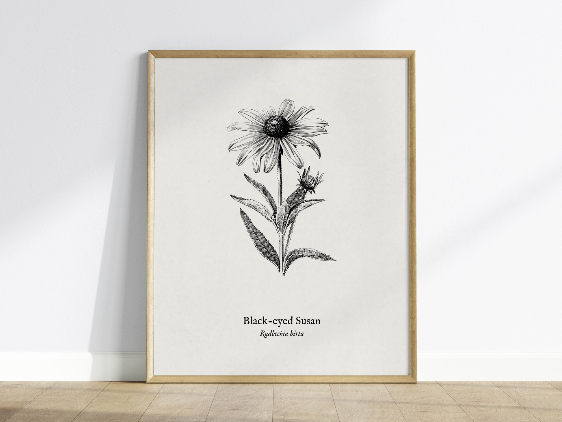 Black-eyed Susan Poster | Vintage Rudbeckia hirta Botanical Illustration Wall Art — framed wall art